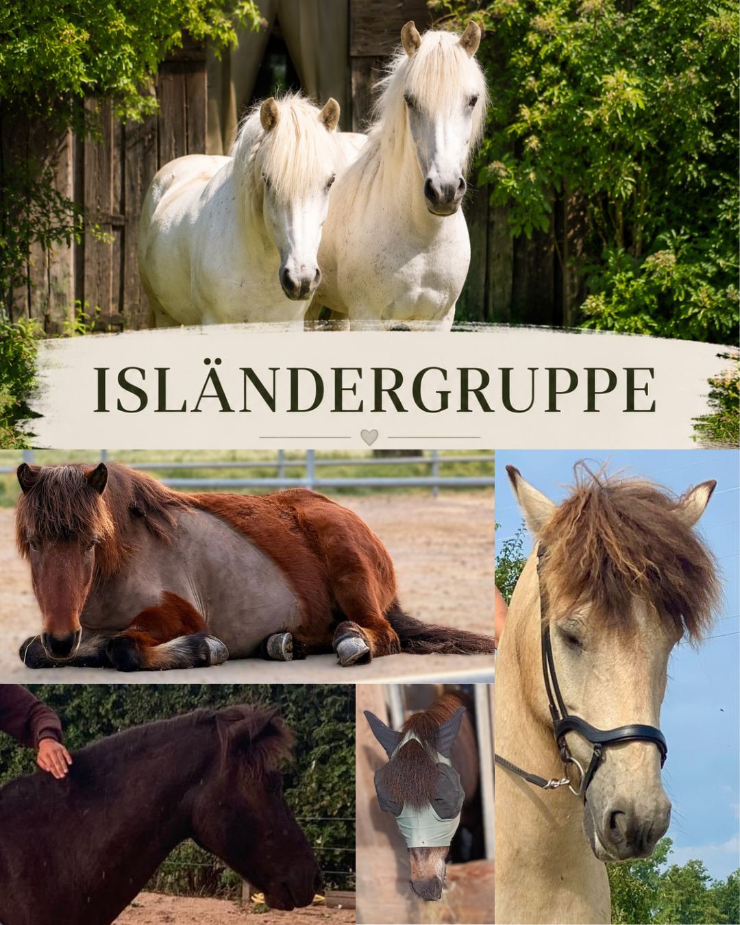 Collage der Isländergruppe