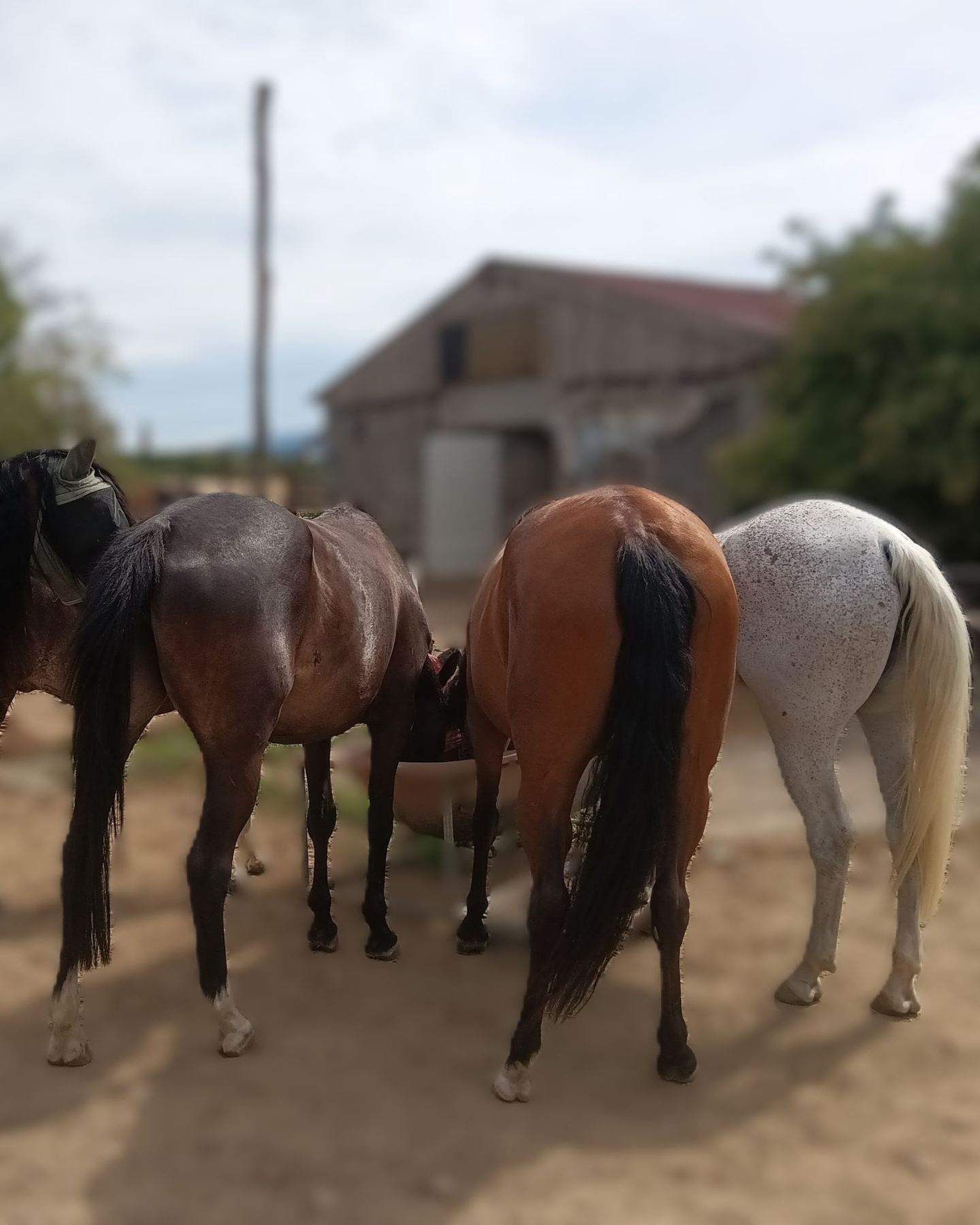 Die kleine Offenstallgruppe an der gemeinsamen Futterstelle