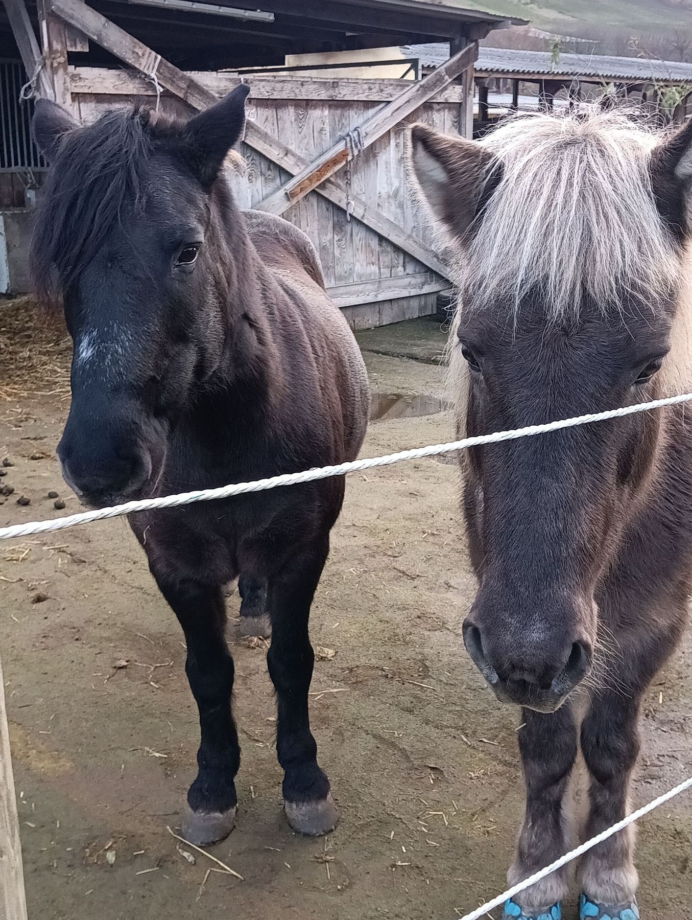 Zwei Ponys stehen nebeneinander am Zaun