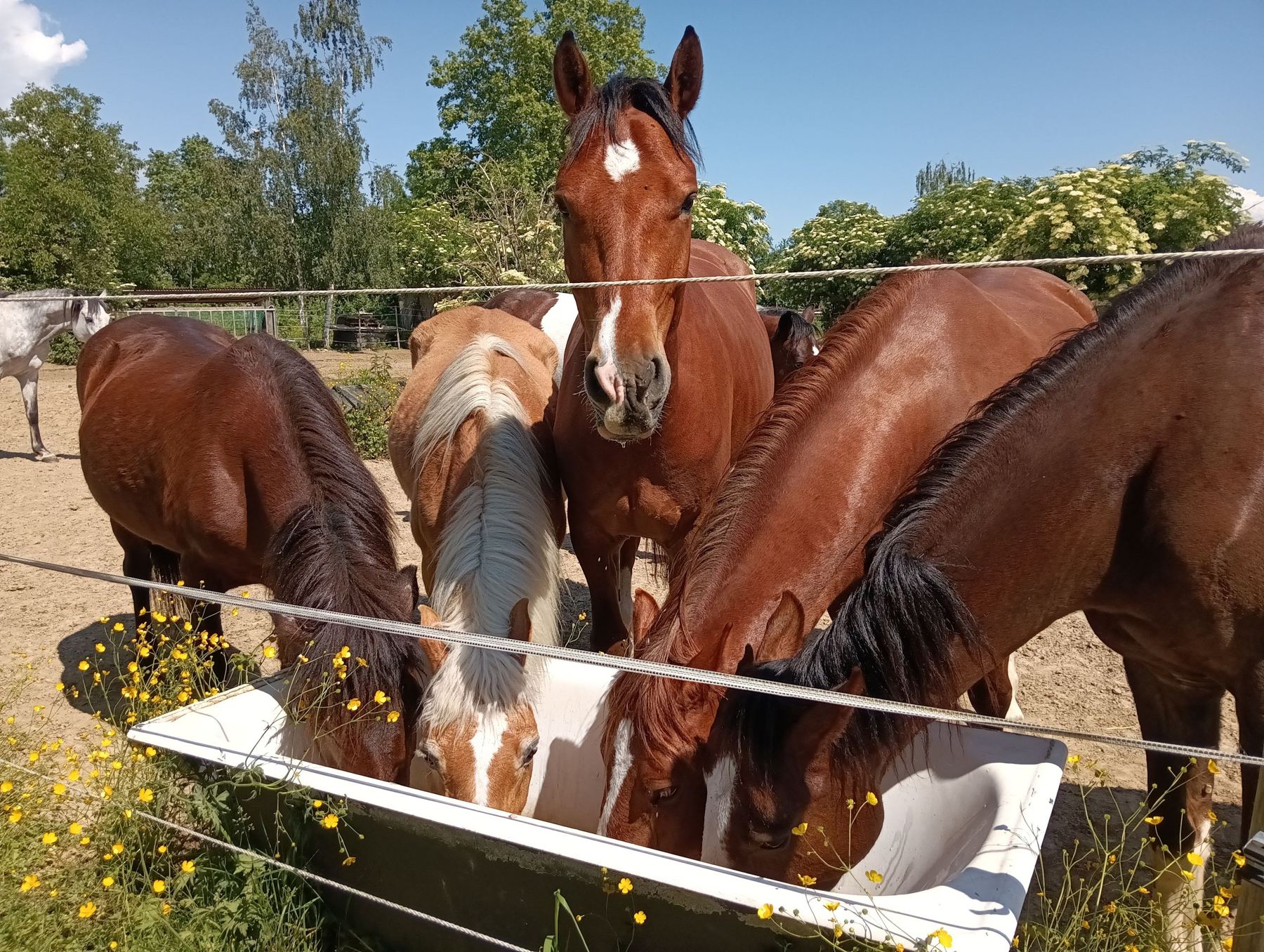 Pferde trinken gemeinsam an der Wasserstelle im Offenstall